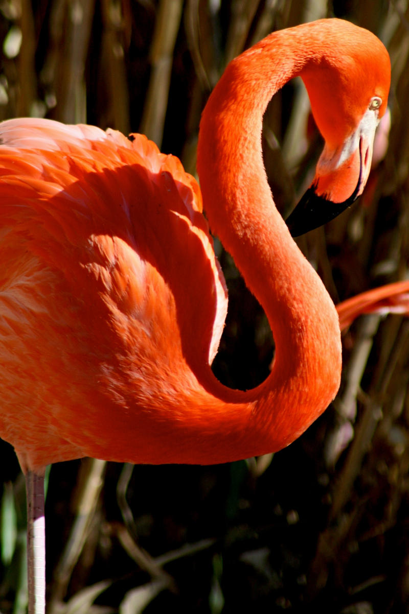 NM bright flamingo