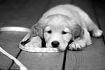 Jacy-Golden Retriever Puppy11 by sarabil1