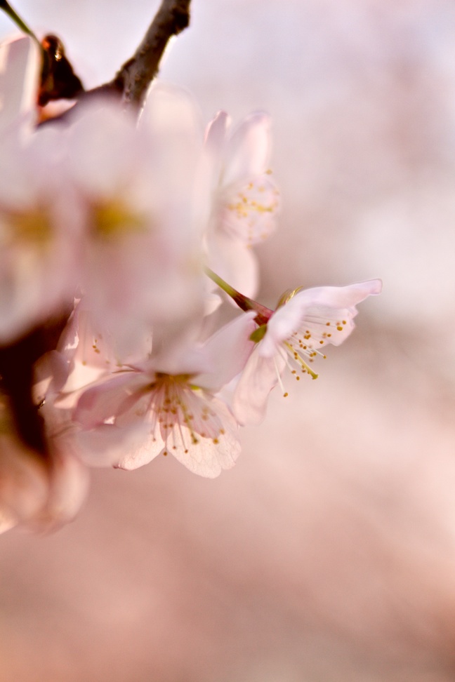 city flowers 2