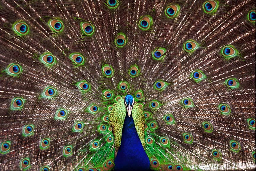 Peacock