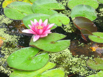 Hot Pink Water Lily