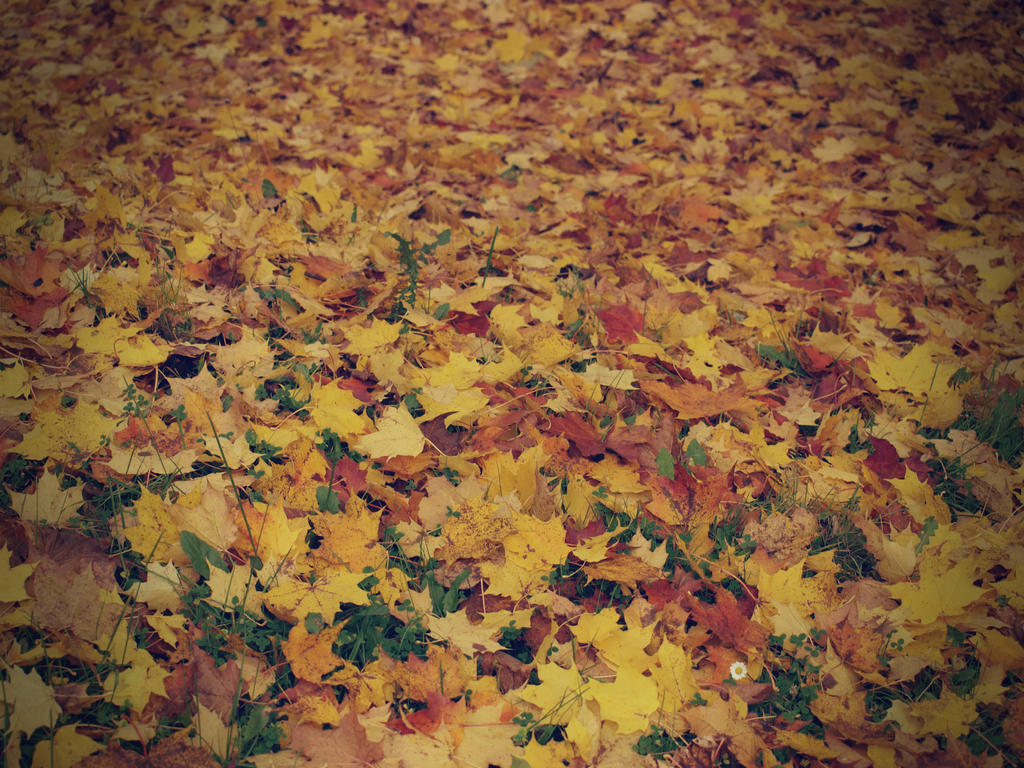 Colorful leaves.