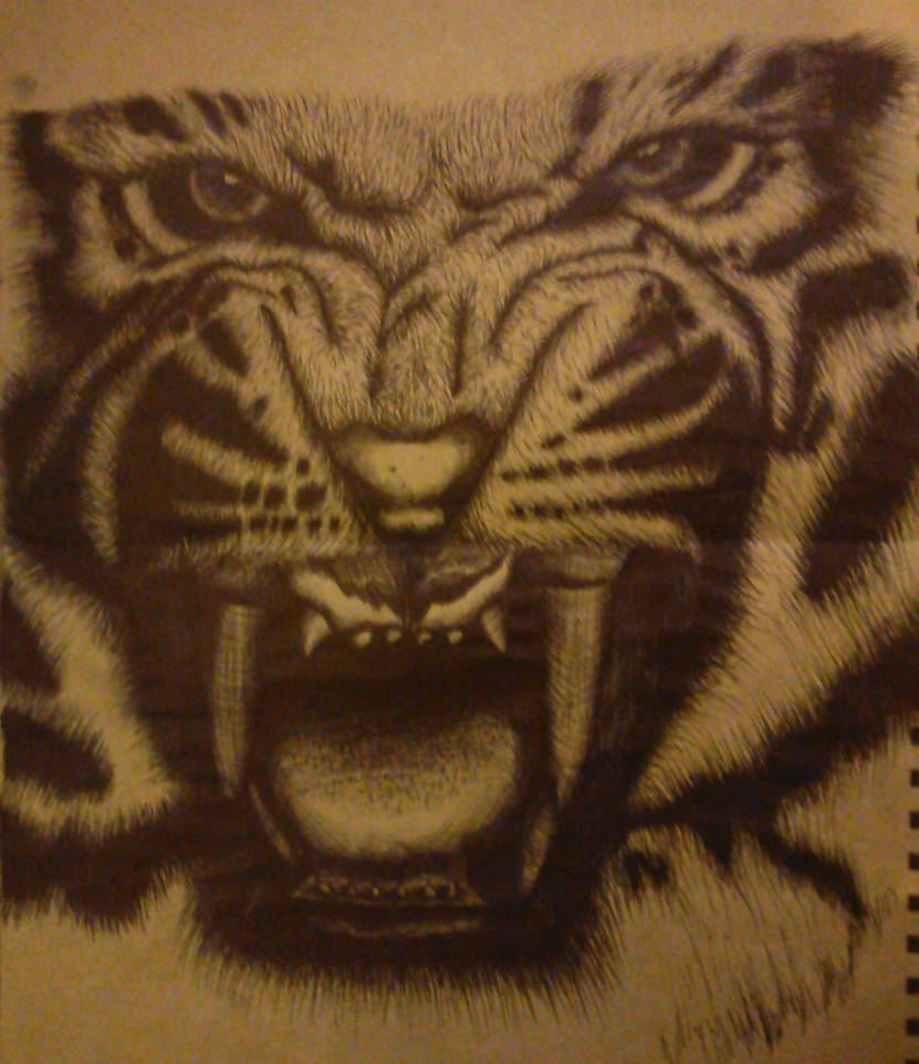 Tiger - pen drawing.