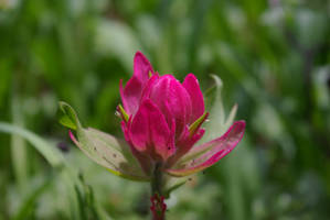 Wildflower in Colorado