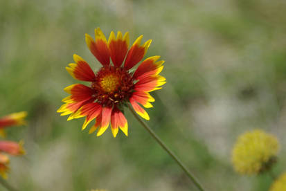 Wildflower in Utah