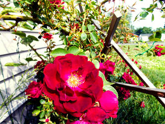 The Unwelcome Rose Bush