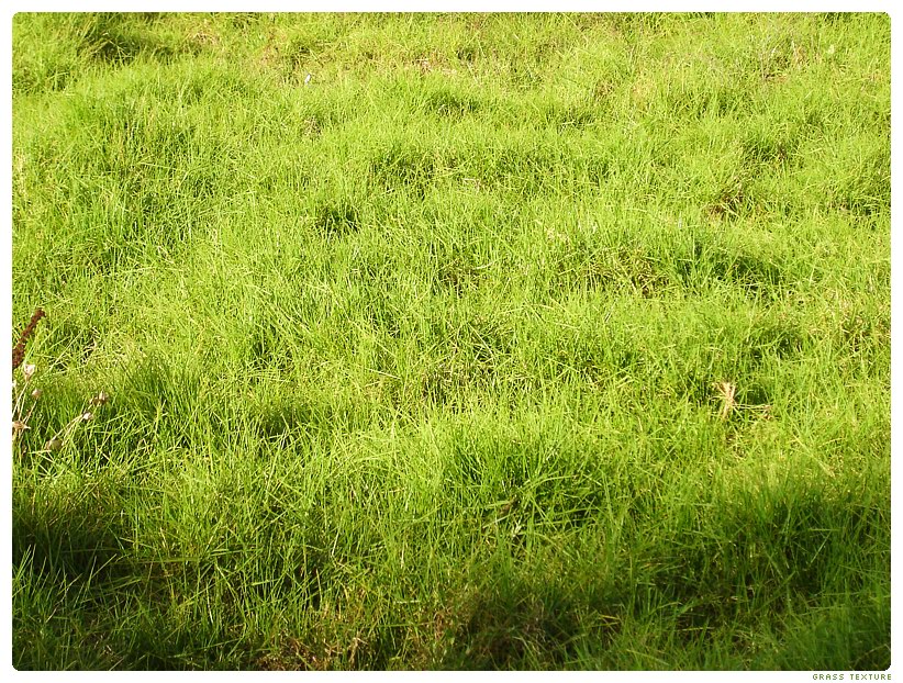 Grass Texture by levhita