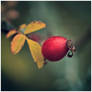 Rose Hip