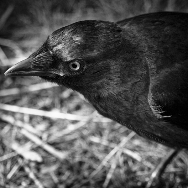 Corvus