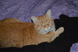 Sylvester
