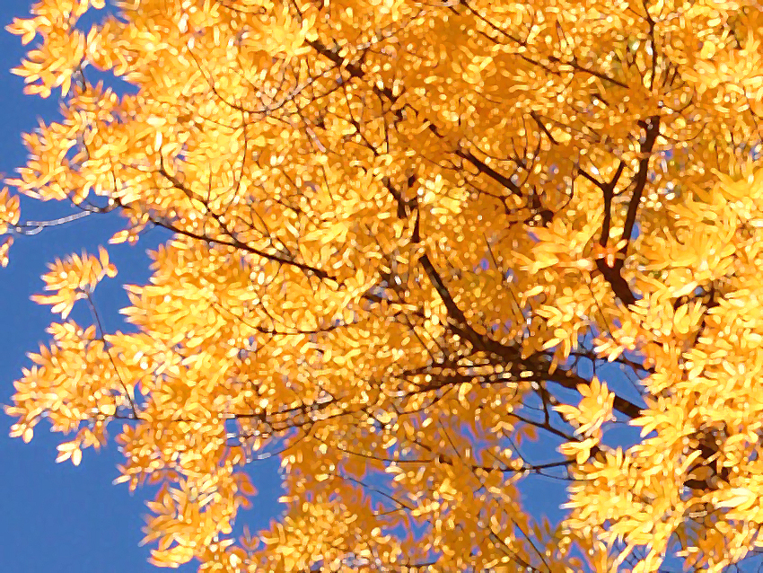 Yellow Leafs in Fall