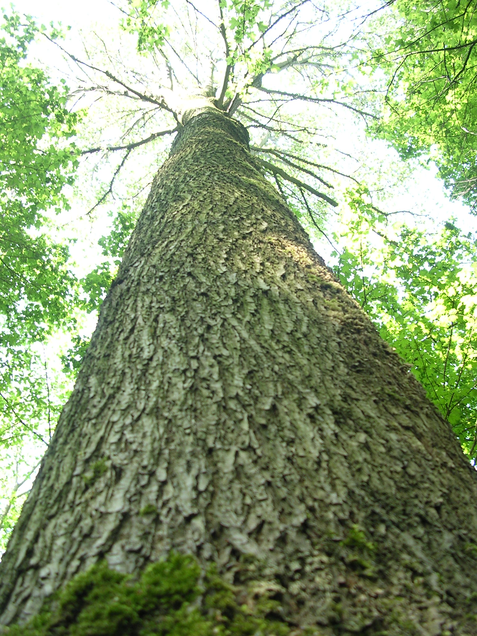 Nature Shoot - The Tree