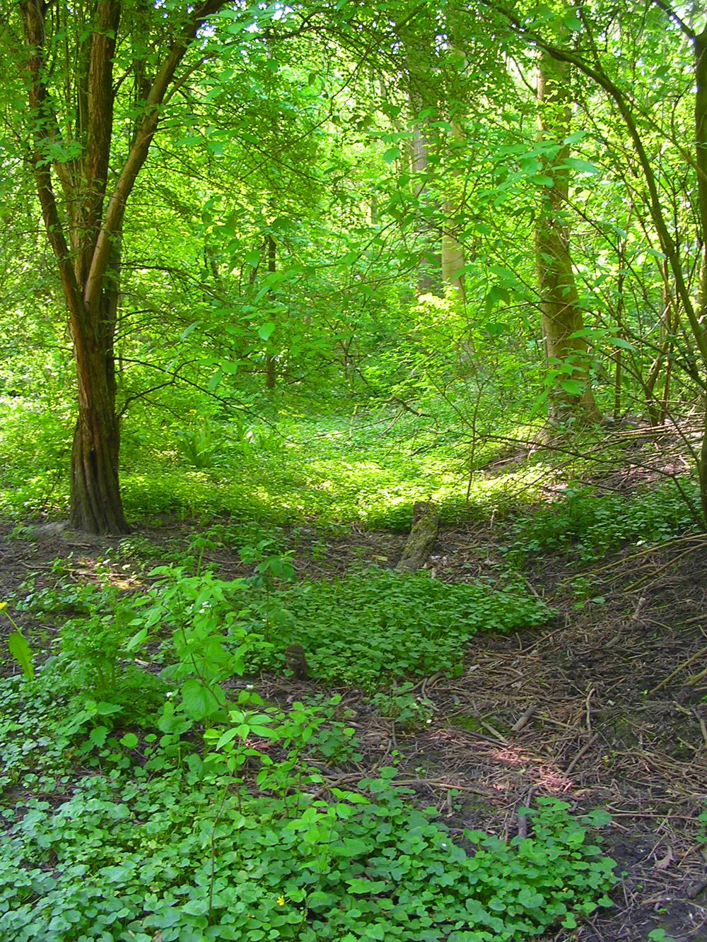 Nature Shoot - Hiding Place