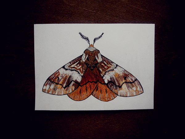Endromis versicolora by Virgomare on DeviantArt