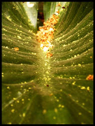 Valley of Pollen