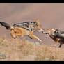 Jackal Fight