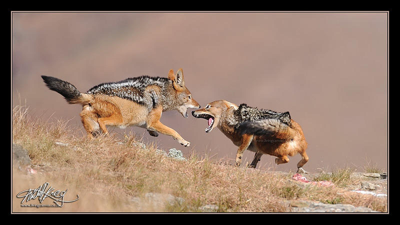 Борьба за существование волка