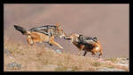Jackal Fight by mitchellkrog