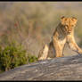 Teenager Lion Cub