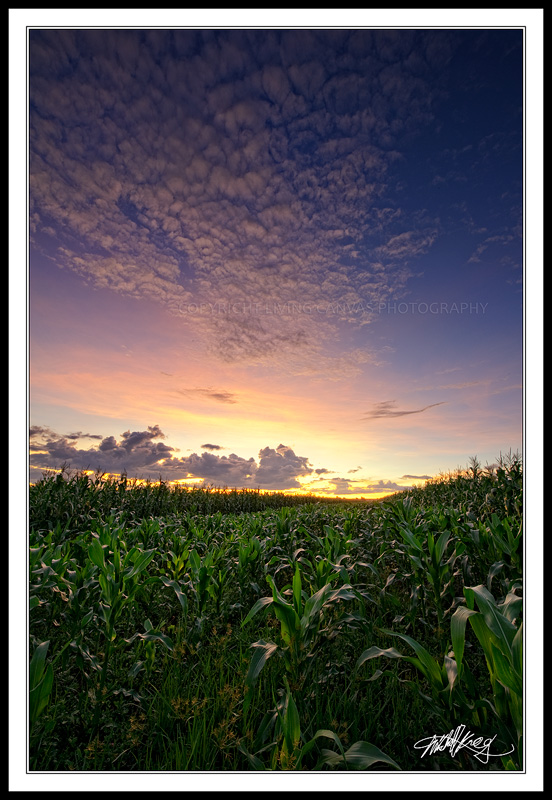 Farmlands Sunset III