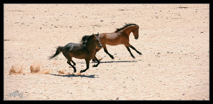 Wild Horses