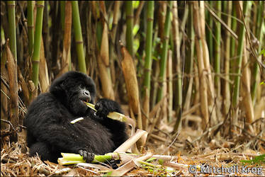 Gorilla Breakfast