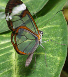 Glasswing Butterfly 2