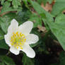 Wood Anemone