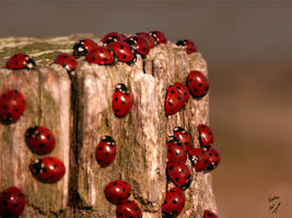 Lady birds