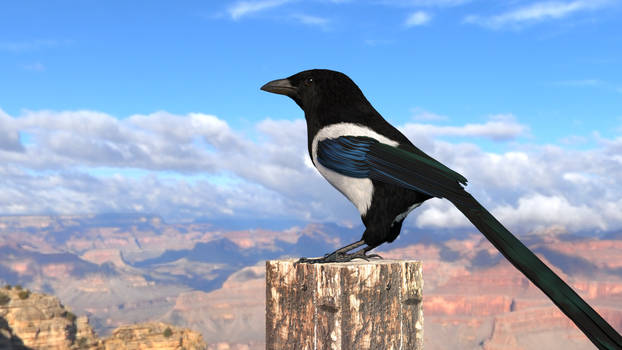 Magpie