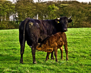 Cow And Calf