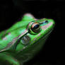 Bell Frog 1