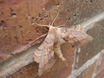 Moth