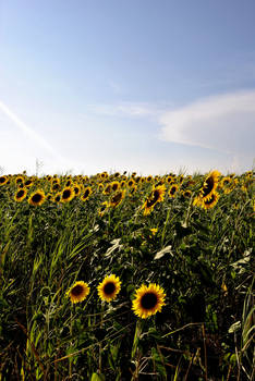 Tuscany in Flower