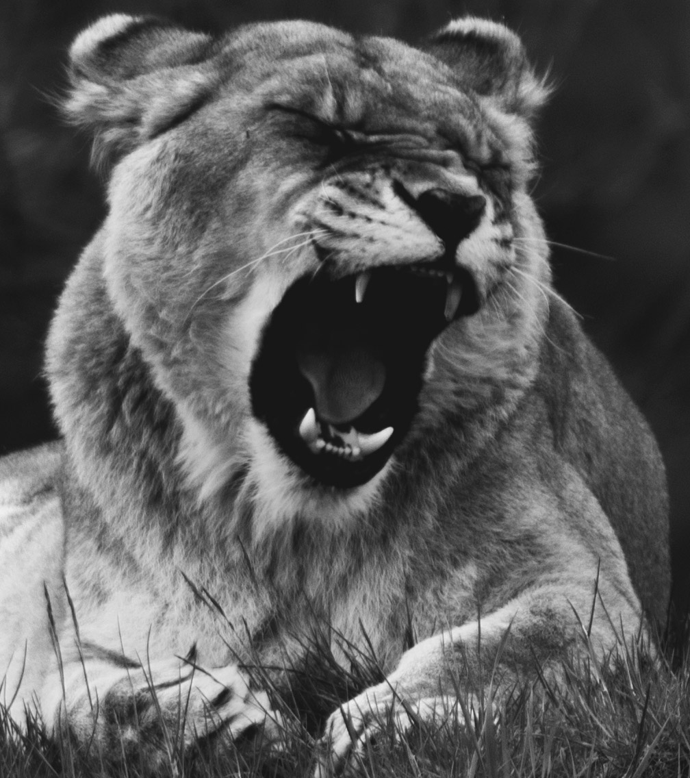 Monochrome Lioness Roars