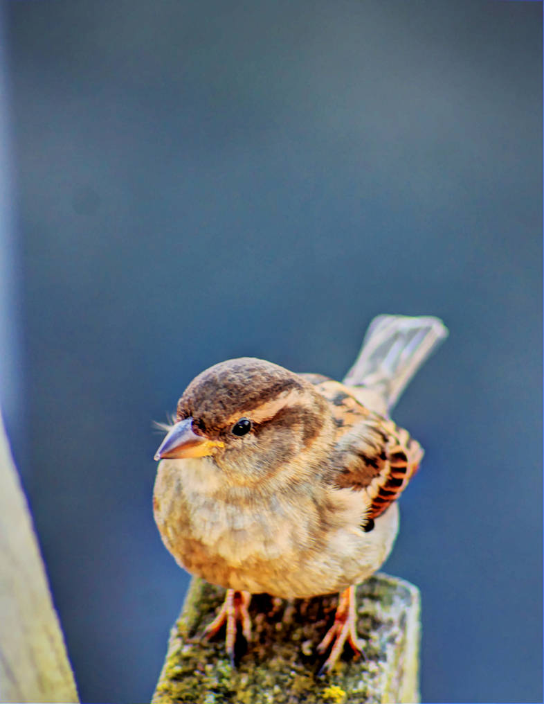 O2 Bird Bird-O2 by RealUprightMan on DeviantArt