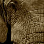 Elephant Portrait