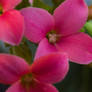 Kalanchoe Blooms