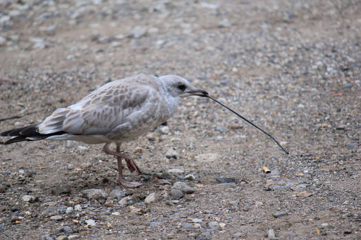 Bird wielding a stick