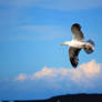 A seagull takes to the sky