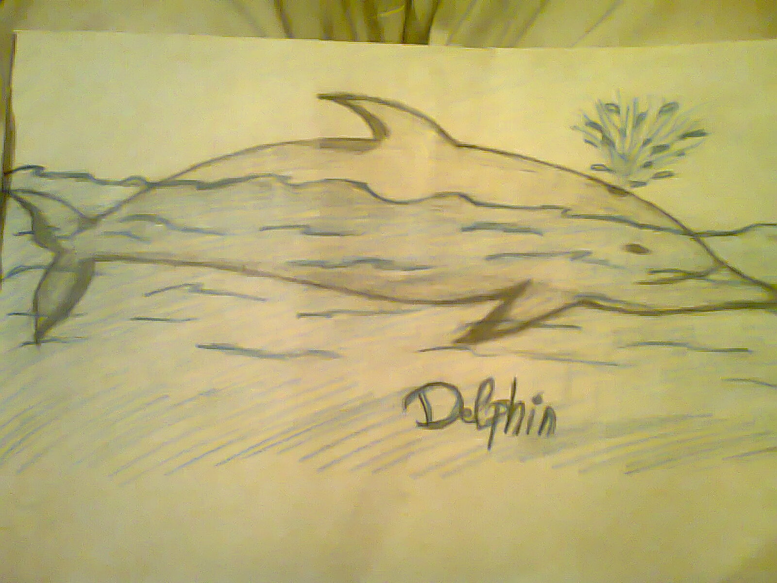 Delphin