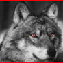 Colorize. The Wolf