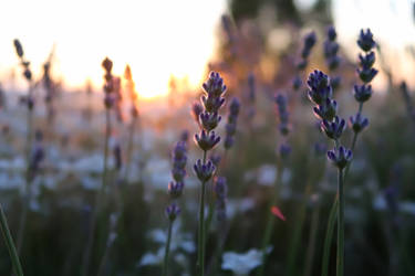 Sunset Flowers