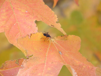 Bugging out in Fall