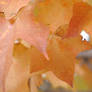 Orange Maple Leaves