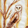 BARN OWL