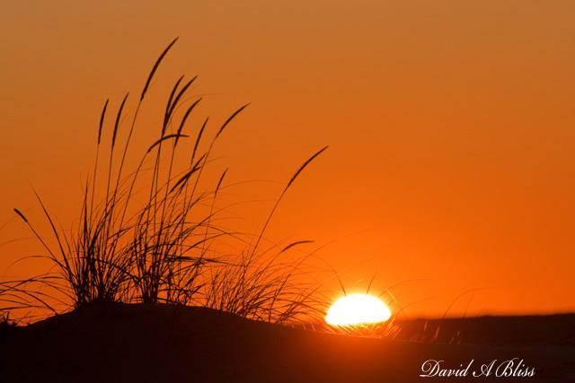 Beach Grass as Sunrise