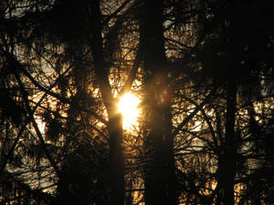 Sun in trees