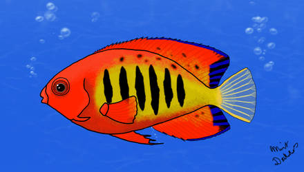 Flame Angelfish