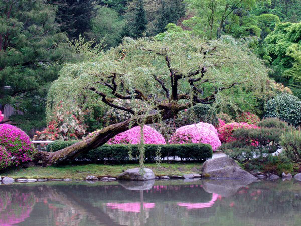 Japanese Garden 1